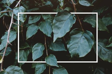 Yaratıcı düzen yeşil yaprakları ile beyaz kare çerçeve.