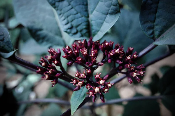 Anemone Květiny Plném Květu — Stock fotografie