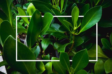 Yaratıcı düzen yeşil yaprakları ile beyaz kare çerçeve