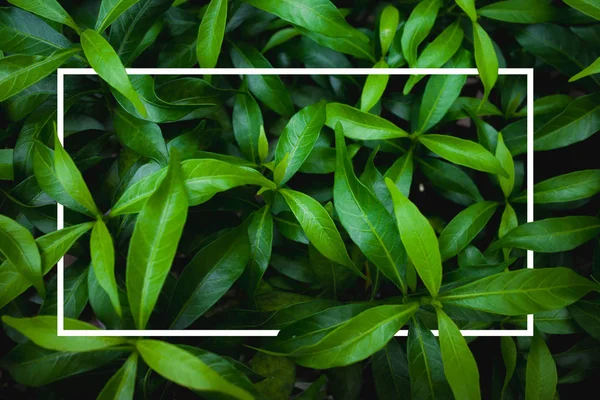Layout criativo folhas verdes com moldura quadrada branca Fotografias De Stock Royalty-Free