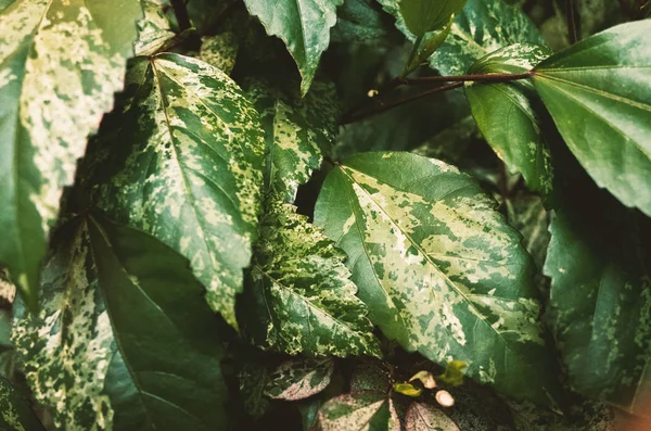 Clean green botanical leaves in the garden