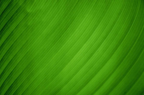 Vista de cerca de una hoja de plátano verde — Foto de Stock