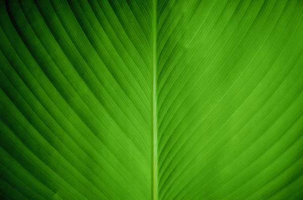 Vista da vicino di una foglia di banana verde — Foto Stock