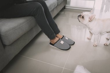 Asyalı adam siyah saçlı, Fransız bulldog köpeğiyle oynuyor ve evdeki kanepede oturuyor..