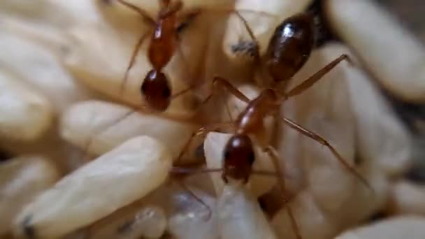 Yellow Meadow Ant Yellow Hill Ant Colony Collecting Eggs — Stock Video