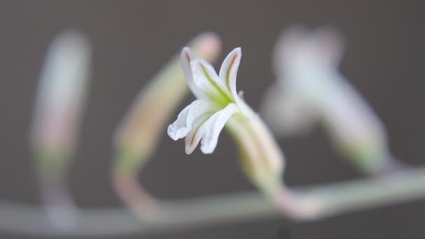 Natural Sapphire Gemstone Flowers Garden — Stock Video