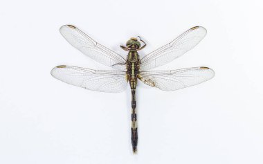 Dragonfly beyaz bir artalan üzerinde izole