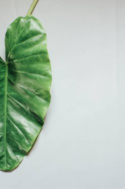 Tropikal yaprak ve çiçek yapılmış yaratıcı doğa düzeni. Düz yatıyordu. Yaz konsepti.