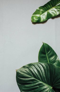 Tropikal yaprak ve çiçek yapılmış yaratıcı doğa düzeni. Düz yatıyordu. Yaz konsepti.