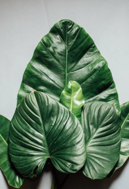 Tropikal yaprak ve çiçek yapılmış yaratıcı doğa düzeni. Düz yatıyordu. Yaz konsepti.