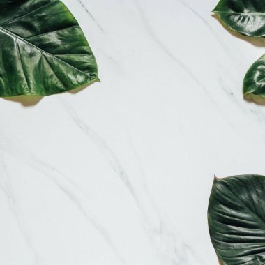 Tropikal yaprak ve çiçek yapılmış yaratıcı doğa düzeni. Düz yatıyordu. Yaz konsepti.