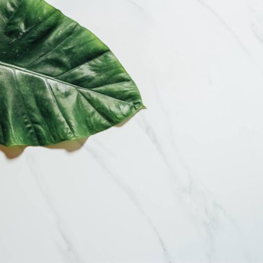 Tropikal yaprak ve çiçek yapılmış yaratıcı doğa düzeni. Düz yatıyordu. Yaz konsepti.