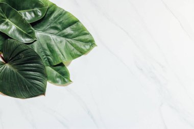 Tropikal yaprak ve çiçek yapılmış yaratıcı doğa düzeni. Düz yatıyordu. Yaz konsepti.