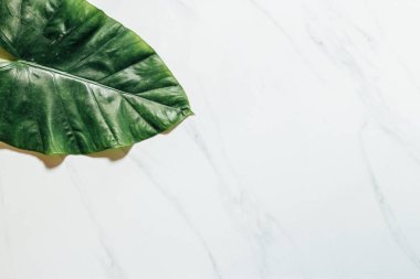 Tropikal yaprak ve çiçek yapılmış yaratıcı doğa düzeni. Düz yatıyordu. Yaz konsepti.