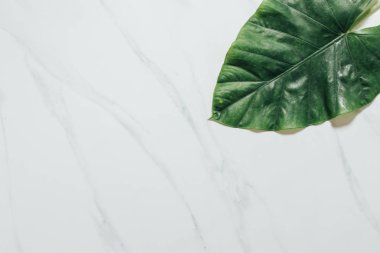 Tropikal yaprak ve çiçek yapılmış yaratıcı doğa düzeni. Düz yatıyordu. Yaz konsepti.