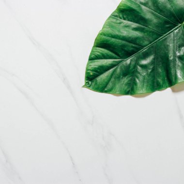 Tropikal yaprak ve çiçek yapılmış yaratıcı doğa düzeni. Düz yatıyordu. Yaz konsepti.