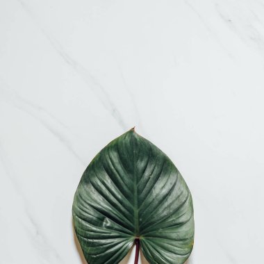 Tropikal yaprak ve çiçek yapılmış yaratıcı doğa düzeni. Düz yatıyordu. Yaz konsepti.