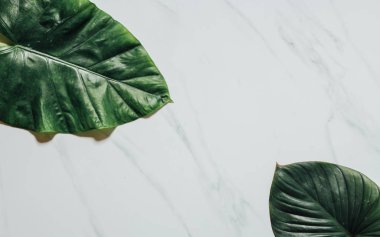 Tropikal yaprak ve çiçek yapılmış yaratıcı doğa düzeni. Düz yatıyordu. Yaz konsepti.