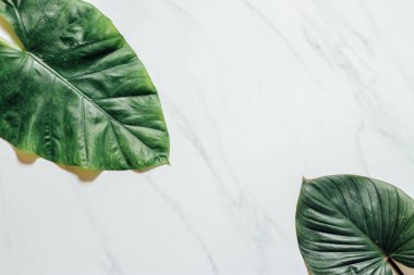 Tropikal yaprak ve çiçek yapılmış yaratıcı doğa düzeni. Düz yatıyordu. Yaz konsepti.