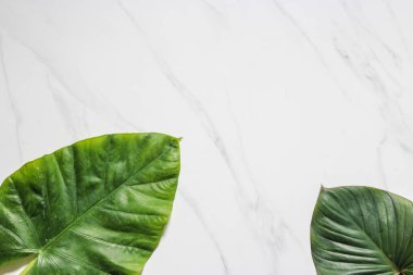 Tropikal yaprak ve çiçek yapılmış yaratıcı doğa düzeni. Düz yatıyordu. Yaz konsepti.