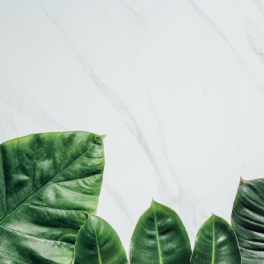 Tropikal yaprak ve çiçek yapılmış yaratıcı doğa düzeni. Düz yatıyordu. Yaz konsepti.