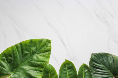 Tropikal yaprak ve çiçek yapılmış yaratıcı doğa düzeni. Düz yatıyordu. Yaz konsepti.