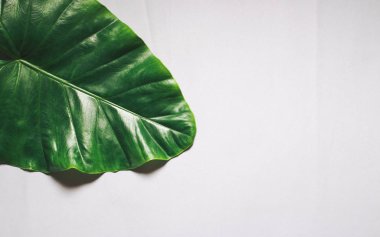 Tropikal yaprak ve çiçek yapılmış yaratıcı doğa düzeni. Düz yatıyordu. Yaz konsepti.