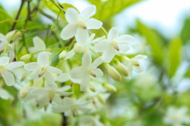 Wrightia dini Benth, Çiçek