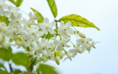 Wrightia dini Benth, Çiçek