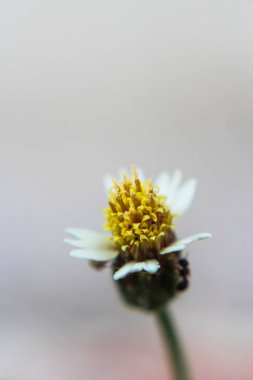 beyaz çiçekler Bidens Pilosa