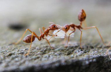 Red imported fire ant,Action of fire ant