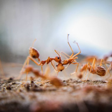 Red imported fire ant,Action of fire ant