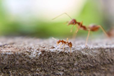 Kırmızı ithal ateş karıncaları, ateş karıncalarının hareketi