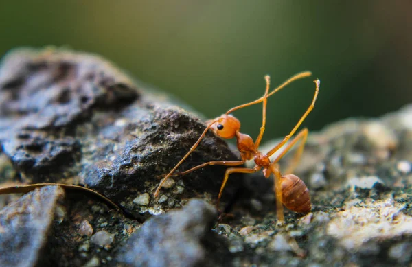 Red Ant Lub Ant Kamieniu Makro — Zdjęcie stockowe