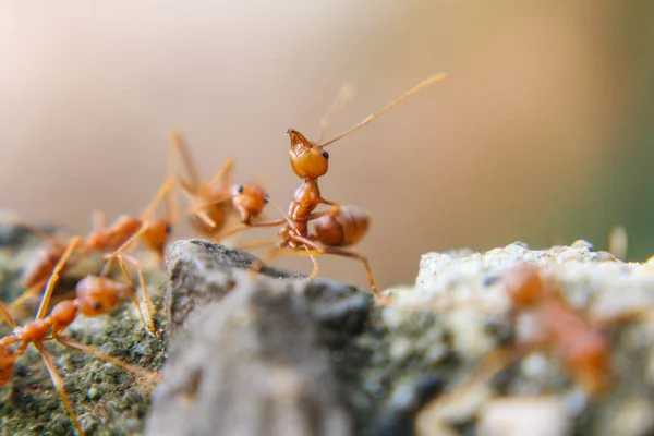 Red Ant Lub Ant Kamieniu Makro — Zdjęcie stockowe