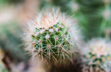 Kaktüs dokusu arka planı. Çölde kaktüs