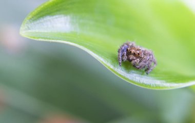 Ağaç yaprağında örümcek, yaprakta makro örümcek, yabanda hayvan, yaprakta pusuya yatmış hayvan.