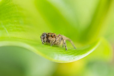 Ağaç yaprağında örümcek, yaprakta makro örümcek, yabanda hayvan, yaprakta pusuya yatmış hayvan.