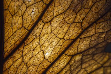 Kahverengi kuru yaprak dokusu arkaplanını kapat 
