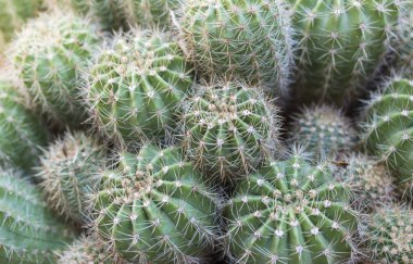 Kaktüs dokusu arka planı. Çölde kaktüs