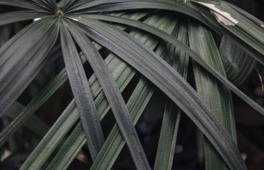 Tropikal yeşil yaprakları arka plan. Yaz konsepti.