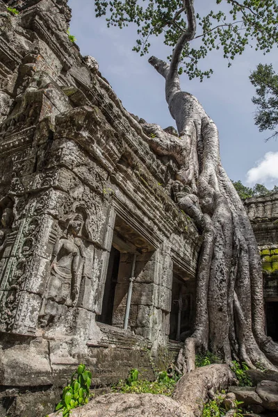 Ερείπια Του Ναού Prohm Στο Angkor Wat Siem Θερίσει Cambodia — Φωτογραφία Αρχείου