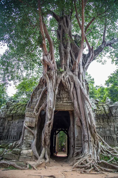 Ερείπια Του Ναού Prohm Στο Angkor Wat Siem Θερίσει Cambodia — Φωτογραφία Αρχείου