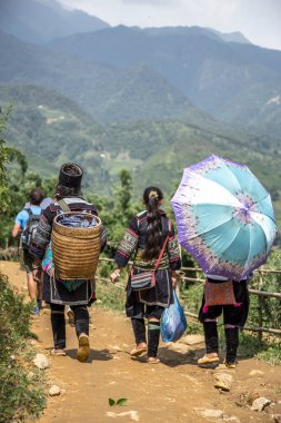Sa Pa, Vietnam - Ağustos 2017: Hmnog kabilesinden bir grup kadın ellerinde şemsiyeyle Sa Pa 'nın pirinç tarlalarında yürüyorlar