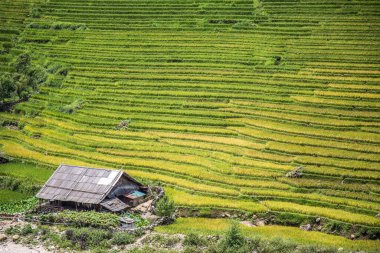 Dağlarda pirinç tarlası