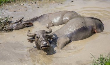 Bufalolar kirli suda