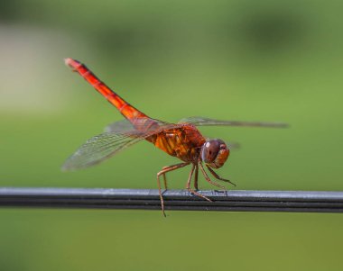 Yeşil çimlerin üzerinde yusufçuk