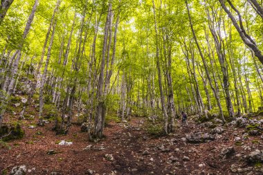 Aizkorri Dağı 1523 metre, Guipuzcoa 'nın en yüksek dağı. Bask Ülkesi. Yükselişteki güzel orman. San Adrian 'a doğru yükselin ve Oltza arazilerinden geri dönün.