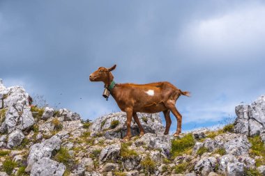 Aizkorri Dağı 1523 metre, Guipuzcoa 'nın en yüksek dağı. Bask Ülkesi. San Adrian 'a doğru git ve Oltza arazisinden geri dön. Dağın tepesinde güzel kahverengi bir keçi