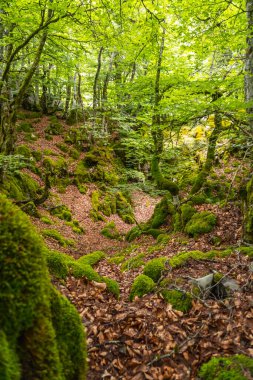 Aizkorri Dağı 1523 metre, Guipuzcoa 'nın en yüksek dağı. Bask Ülkesi. San Adrian 'a doğru git ve Oltza arazisinden geri dön. Aizkorri Dağı 'nın içindeki orman.